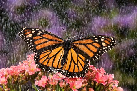 Monarch Butterfly Danaus Plexippus In Summer Rain Shower In A Backyard Garden Nova Scotia