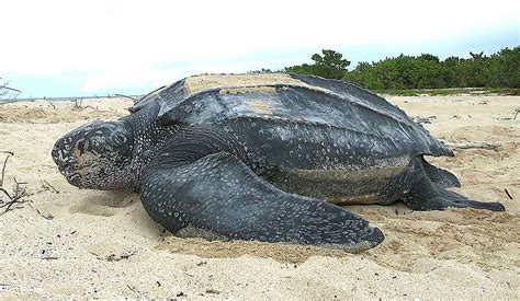 Pacific Leatherback Sea Turtle Dermochelys Coriacea Biodiversity