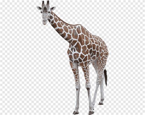 Girafa Animal Local Png Pngegg