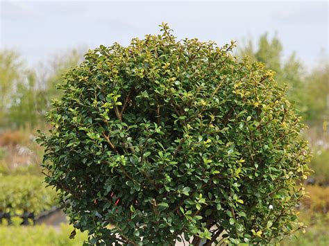 Berg Ilex Glorie Gem Kugel Ilex Crenata Glorie Gem Kugel