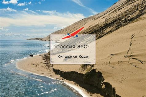 Куршская Коса Куршская Коса разделяет Россию и Литву, соленую Балтику и ...