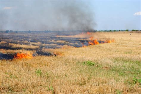 10 HECTARE DE GRÂU ȘI 5 HECTARE DE MIRIȘTE AU ARS ÎN TIMPUL SECERIȘULUI