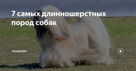 7 самых длинношерстных пород собак | Dogworry | Дзен