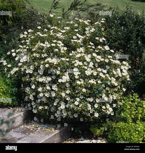 Flowering Cistus X Corbariensis Shrub Stock Photo Alamy