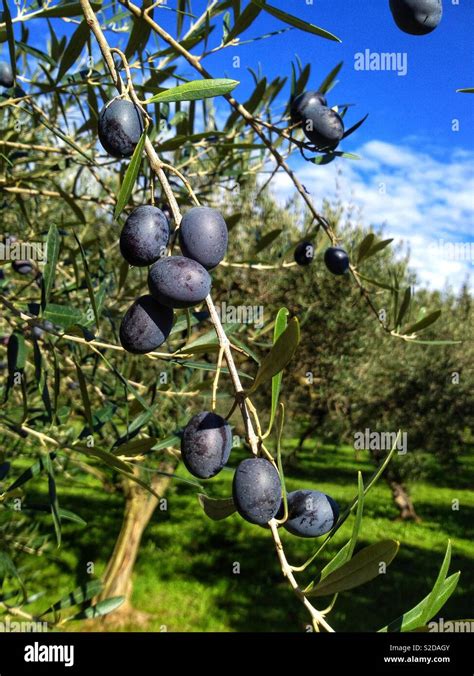 Árbol de aceitunas verdes y negras Nucleo Jardin