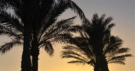 Premium Photo | Palm trees outlines at the tropical sunrise in egypt