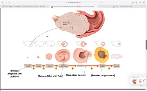 Uterine Tube Fallopian Tube Diagram Quizlet