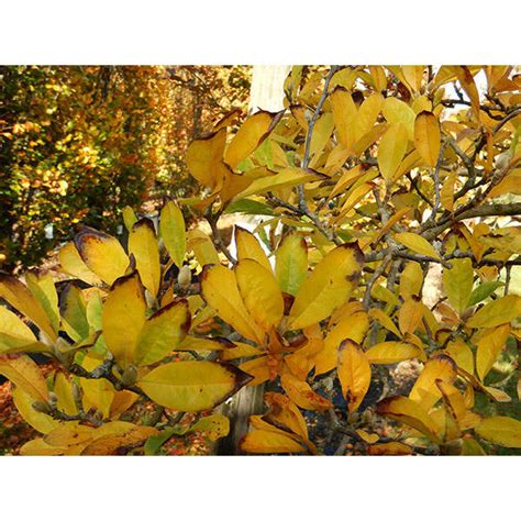 Magnolia Stellata Rosea Majestic Trees