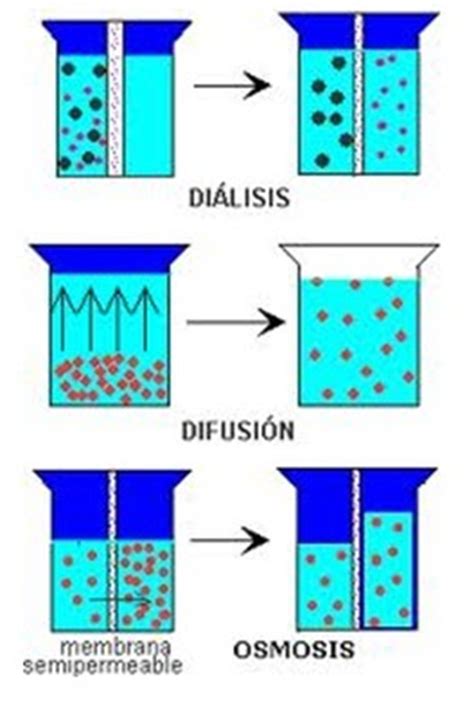 Biofisica Ug Medicina Difusi N Smosis Y Dialisis