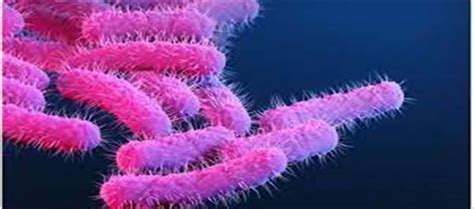 How Does The Shigella Virus Transfer Between People