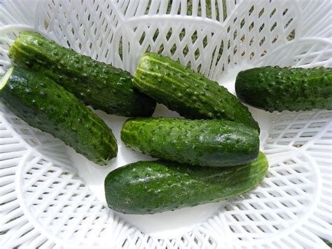 Cucumber Cucumis Cucurbitaceae - Free photo on Pixabay - Pixabay