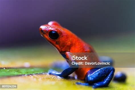 Strawberry Poison Dart Frog Life Cycle