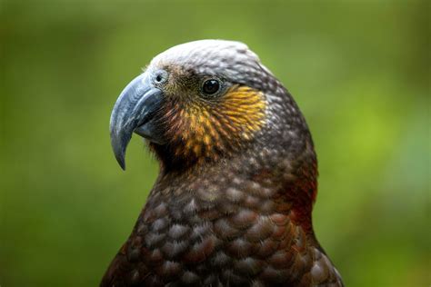 North Island Kaka Parrot 25926465 Stock Photo at Vecteezy