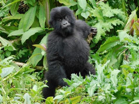 Gorilla safaris Uganda tours - Eco Adventure Safaris