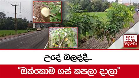 උදේ බලද්දී ඔක්කොම ගස් කපලා දාලා Youtube