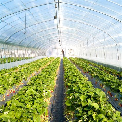 Clear Greenhouse Plastic Sheeting Solutions | Americover