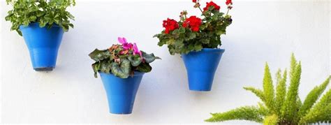 Consejos Para Cuidar Plantas De Interior Canalhogar