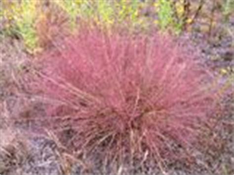 Florida Native Grasses: Native Grasses of Florida