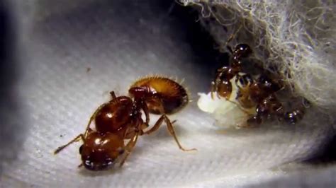 Solenopsis Geminata Tropical Fire Ant First Liquid Meal Youtube