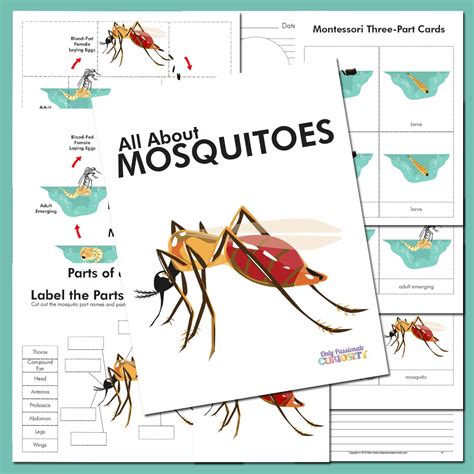 All About Mosquitoes- Life Cycle Unit Study - Only Passionate Curiosity