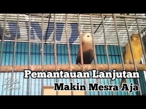 Proses Penjodohan Burung Emprit Sama Kenari Part Youtube