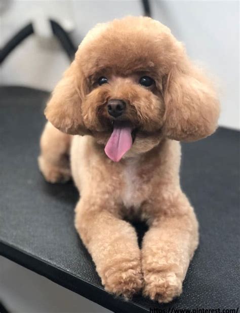 25 Adorable And Cute Poodle Haircuts For Dog Lovers 2022 Hairstyles