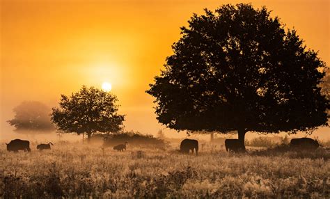 Rhodope Mountains | Rewilding Europe