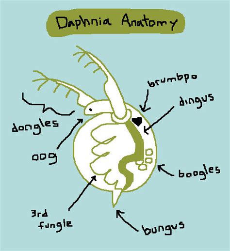 Daphnia Anatomy by Mossworm on DeviantArt