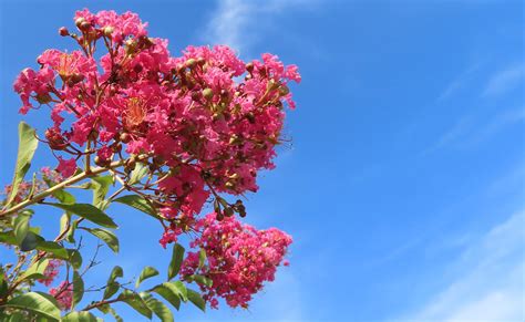 Crepe Myrtle Against The Sky 2 Crepe Or Crape Myrtle Flo Flickr