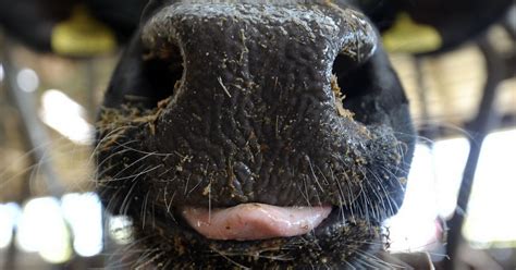 Cow-less milk is grown in the lab to taste exactly like the real thing ...
