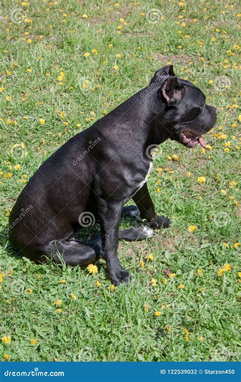 Cane Corso Puppy Is Sitting In A Green Grass Cane Corso Italiano Or