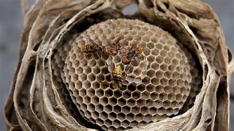 Yellow Jackets MASSIVE nest in house! | MACRO video of Pupating Wasps ...