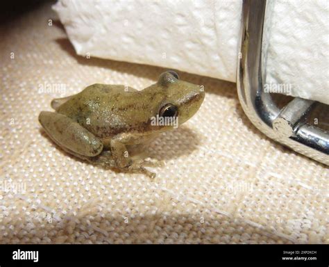 lesser snouted tree frog scinax nasicus amphibia stock photo alamy