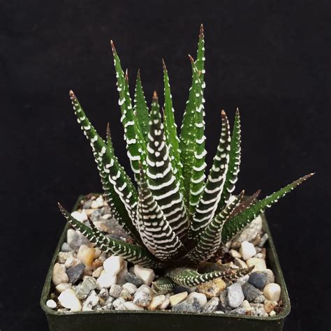 Haworthia Fasciata Zebra Plant Zebra Plant Plants Unusual Plants