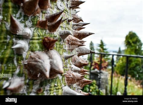 Spiny Bark Of Kapok Tree Thorn Tree Of Bombax Ceiba Closeup Sharp