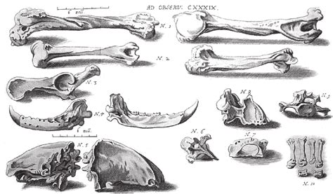 Grizzly Bear Skeleton Diagram