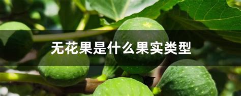 无花果是什么果实类型 花百科