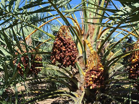 Desert Fruit Welcome To Desert Fruit Namibian Date And Bulb Growers