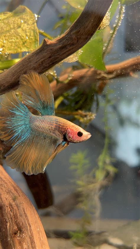 is it normal betta fish not drinking safely 5