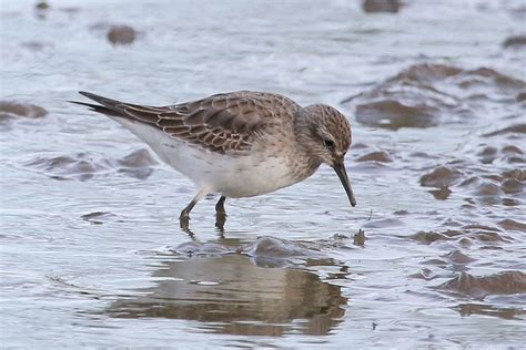 White Rumped Sandpiper Wwt Slimbridge Glos Paul Masters Flickr