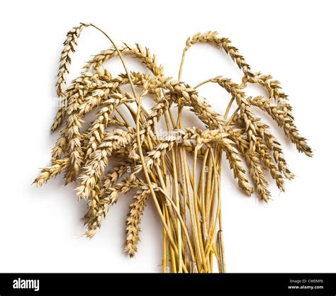 Wheat Ears On White Background Stock Photo Alamy