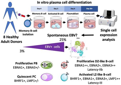 Cancers Free Full Text Spontaneous Ebv Reactivation During B Cell