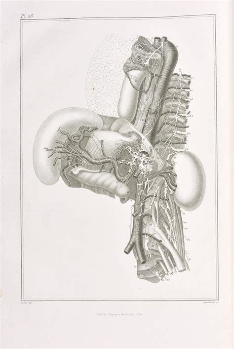 Trait L Mentaire D Anatomie Ou Description Succincte Des Organes Et