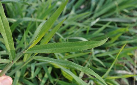 Kill Crabgrass With Baking Soda Magnolia Residents