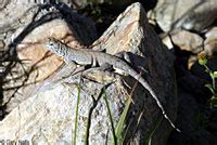 Texas Greater Earless Lizard Cophosaurus Texanus Texanus