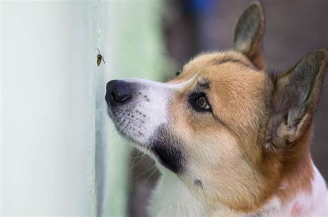 Perros Qu Hacer Si A Mi Mascota Le Pica Una Avispa V Bora Garrapata