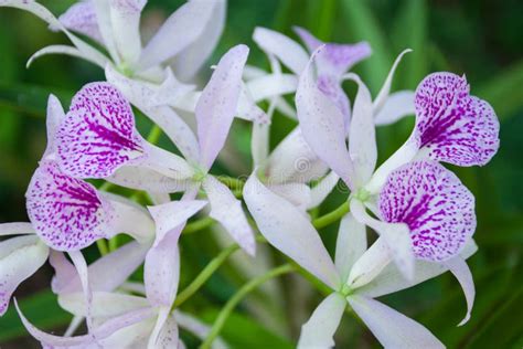 Orchid Flower in Garden at Thailand.beautiful Flower. Stock Photo ...