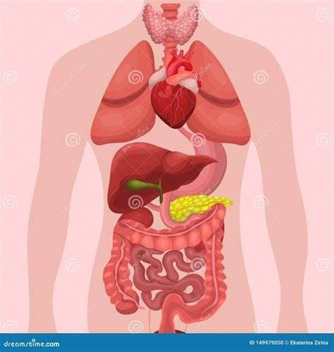 Corps Humain Avec Les Organes Internes Illustration De Avec Organes