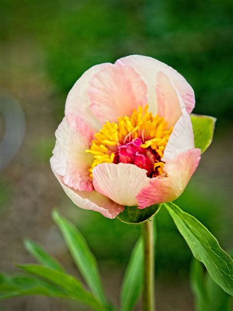 Paeonia Nosegay Xpeony S Paeonia Nosegay Flickr