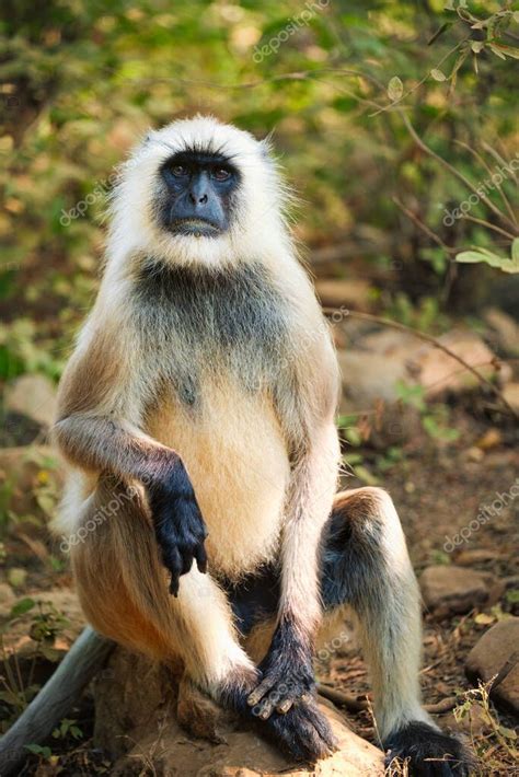 Lenguaje Gris N Indio O Mono Hanuman Langur Comiendo En El Parque